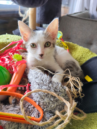 Adopter Fy