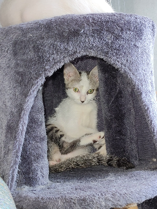 Adopter Fy