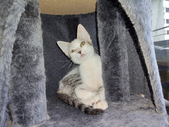 Adopter Fy