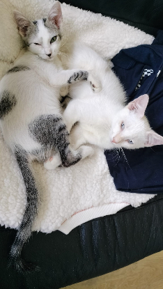 Adoption Fy