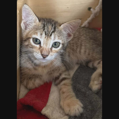 Adopter Chipo