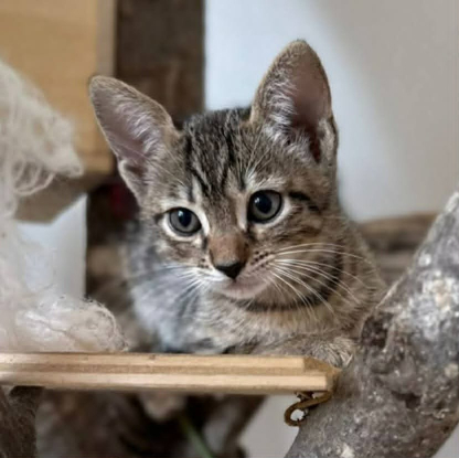 Adopter Merguez