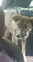 Adopter  chien : Saïka