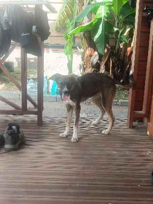Adopter Saïka
