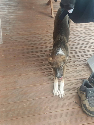 Adopter Saïka