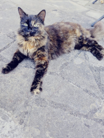 Adopter  chat : Moumoune