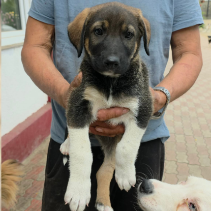 Adopter Bazile