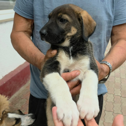 Adopter Bazile