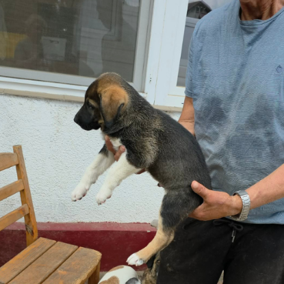 Adoption Bazile