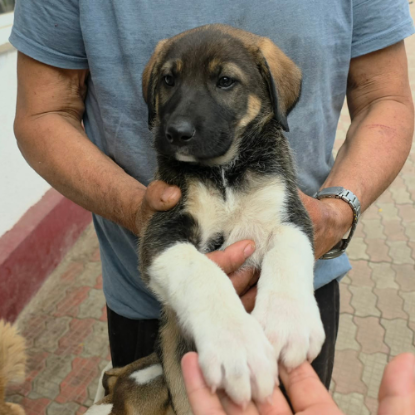 Adoption Bazile