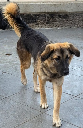 Adopter Lana