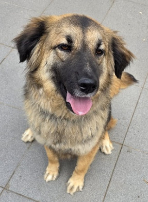 Adopter Lana