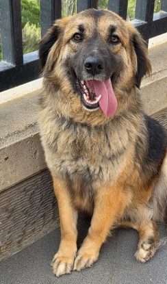 Adoption Lana