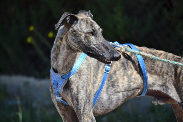 Adopter Noel