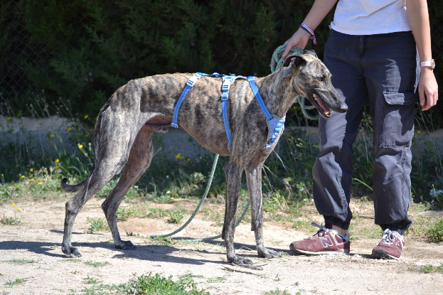 Adopter Noel