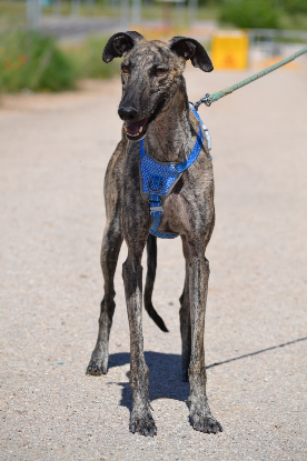 Adoption Noel