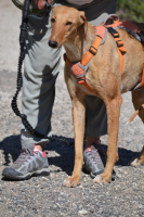 Adopter  chien : Mochi