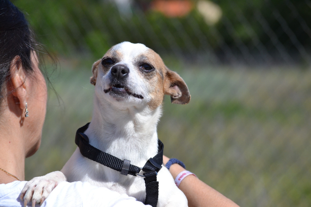 Adopter Pacha