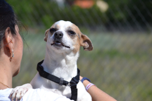 Adopter  chien : Pacha