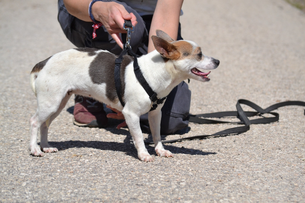 Adopter Pacha