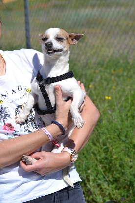 Adopter Pacha