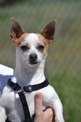 Adoption Pacha