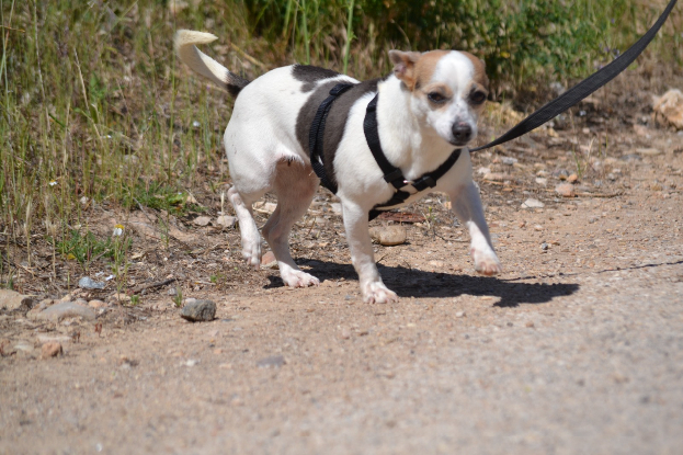 Adoption Pacha