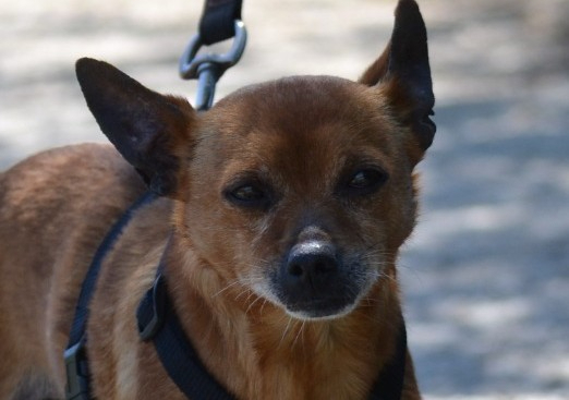 Adopter Pixi