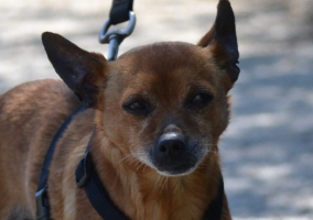 Adopter  chien : Pixi