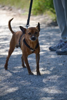 Adopter Pixi