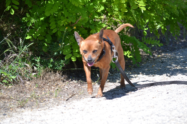 Adopter Pixi