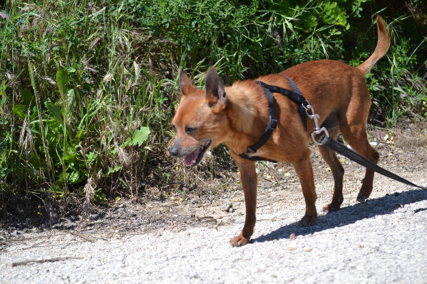 Adoption Pixi
