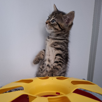 Adopter Baxter
