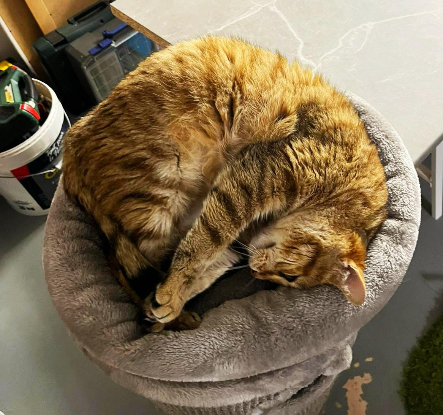 Adopter Biscotte
