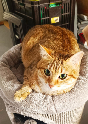 Adopter Biscotte