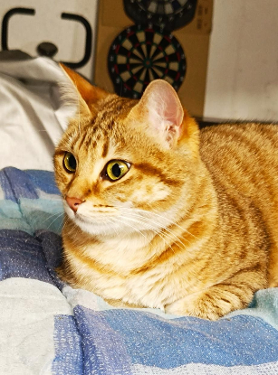 Adopter Biscotte