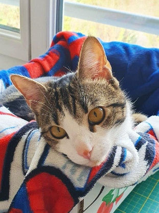 Adopter Pancho