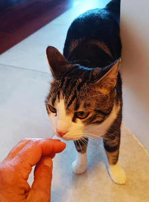 Adopter Pancho