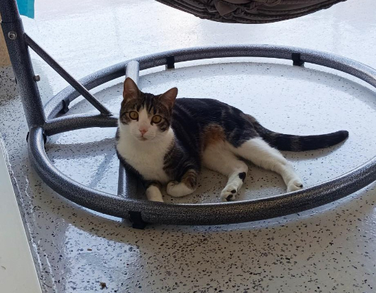 Adopter Pancho