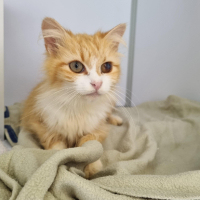 Adopter  chat : Brava