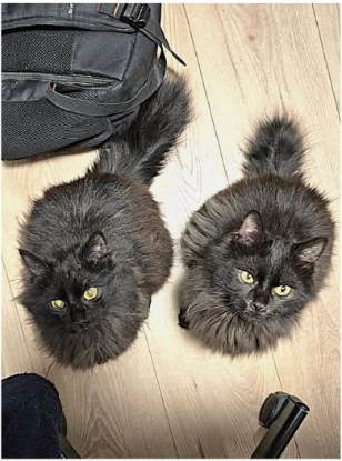 Adopter Duster et plumeau