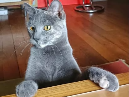 Adopter Yara et poupi