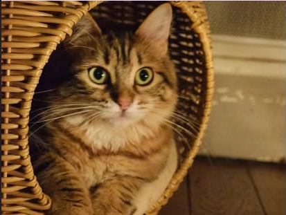 Adopter Yara et poupi
