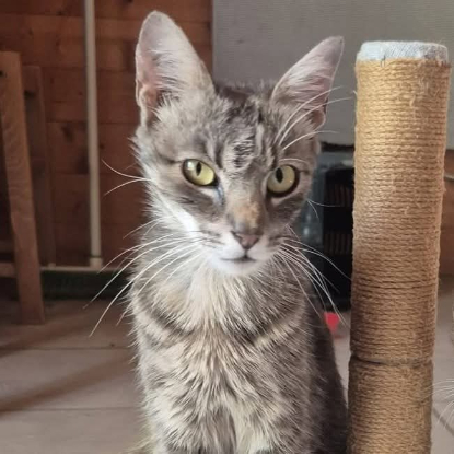 Adopter Câline