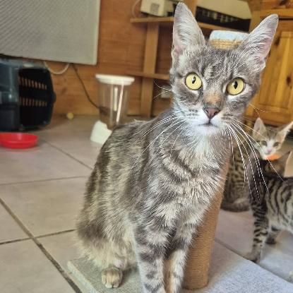 Adopter Câline