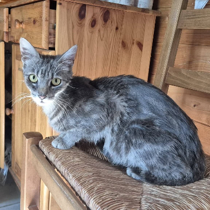 Adopter Câline