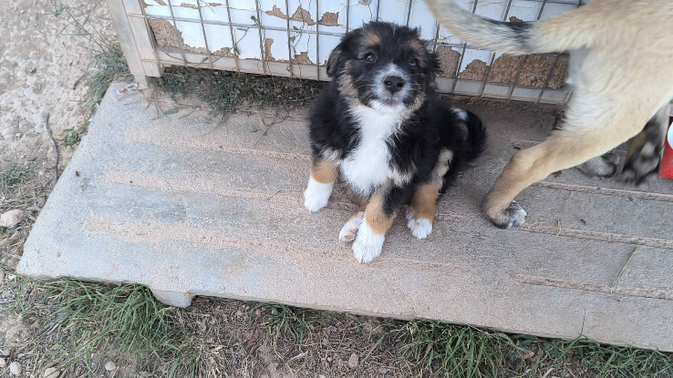 Adopter Senia