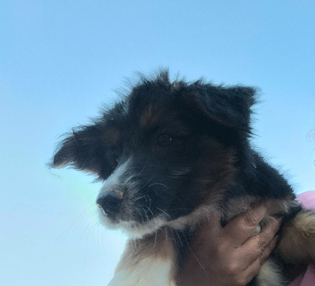 Adopter Senia