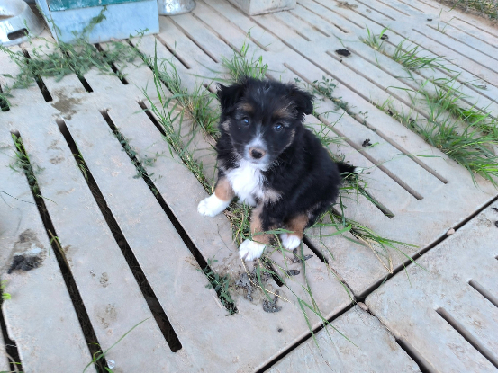 Adopter Senia