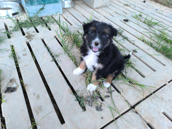 Adoption Senia